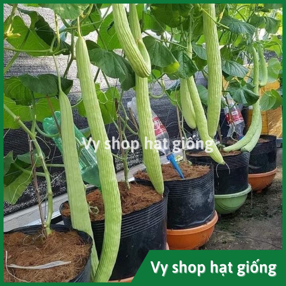 Hạt giống dưa chuột rắn (dưa leo) Thái Lan gói 30 hạt
