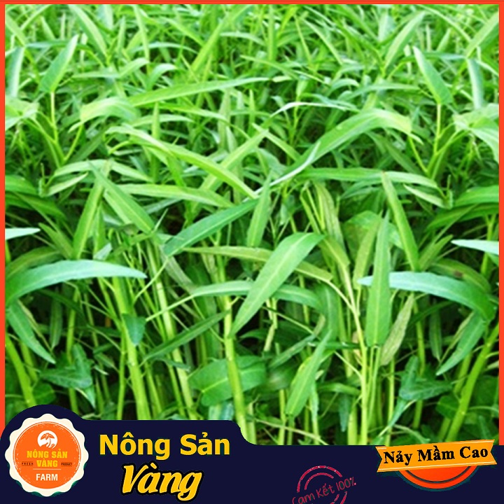 Easy Care potted vegetable seeds, easy to grow, grow well, one-year feeding (20 gram pack)-yellow agricultural product