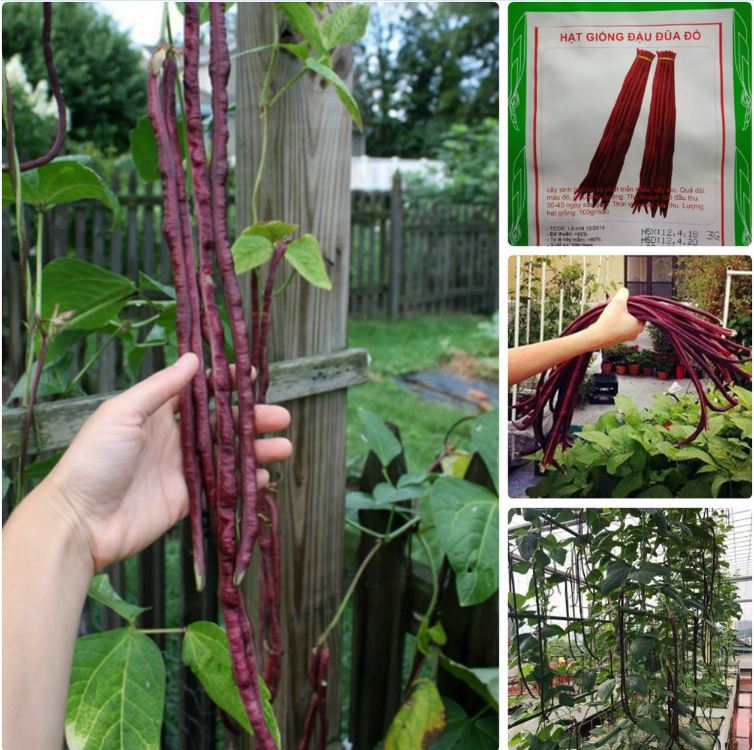 Combo of 2 Packs of Cowpea Seeds (1 Pack of Green and 1 Pack of Red)