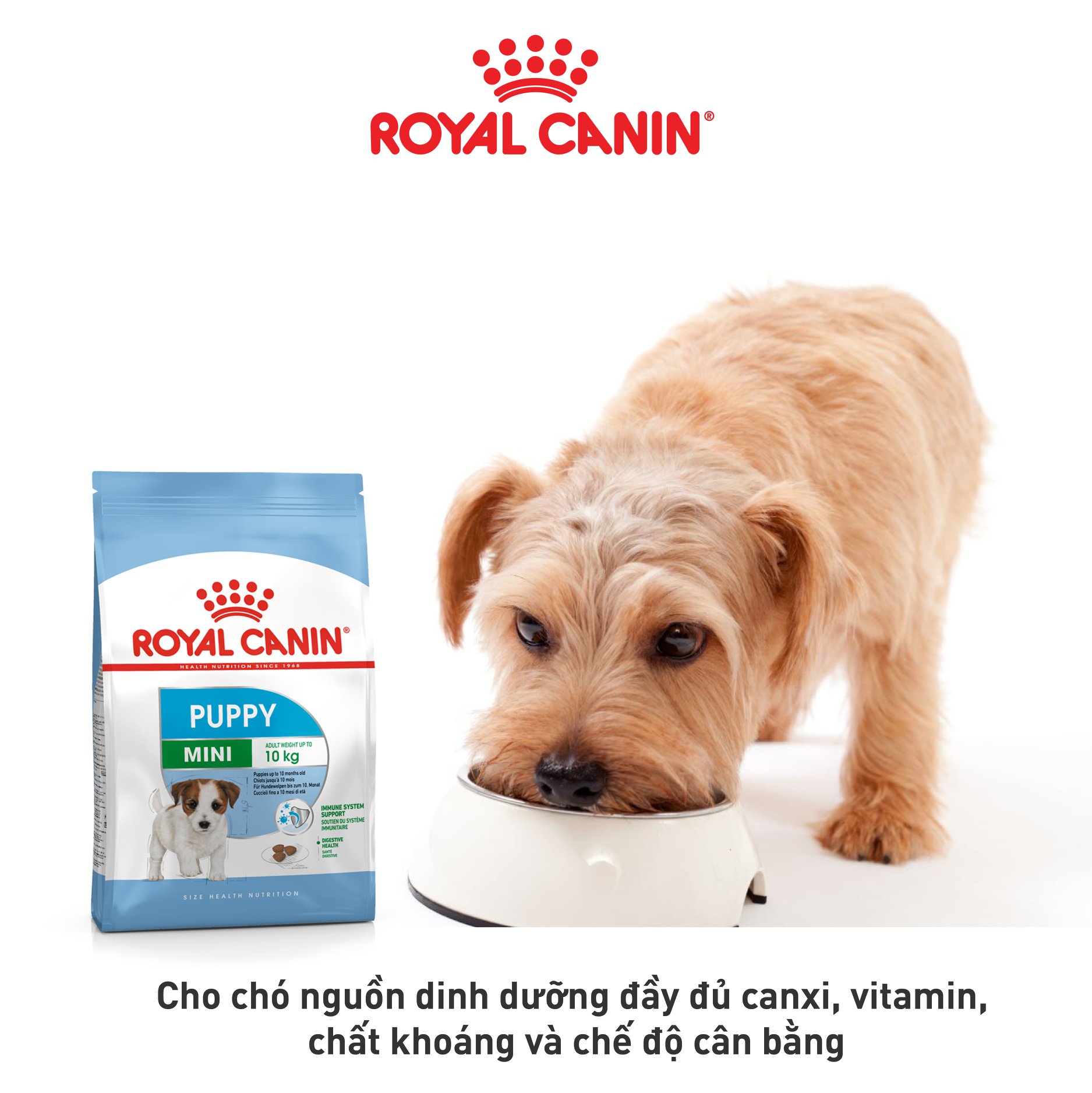 Hạt cho chó ROYAL CANIN Mini Dành cho chó cỡ Mini (tối đa 10kg)