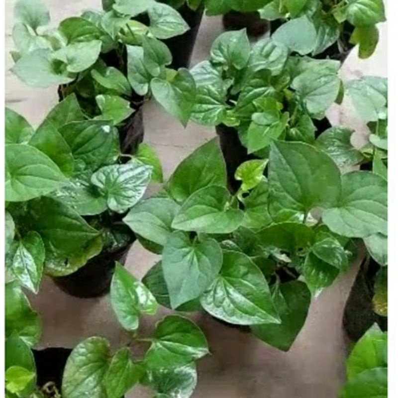 Bầu rau diếp cá