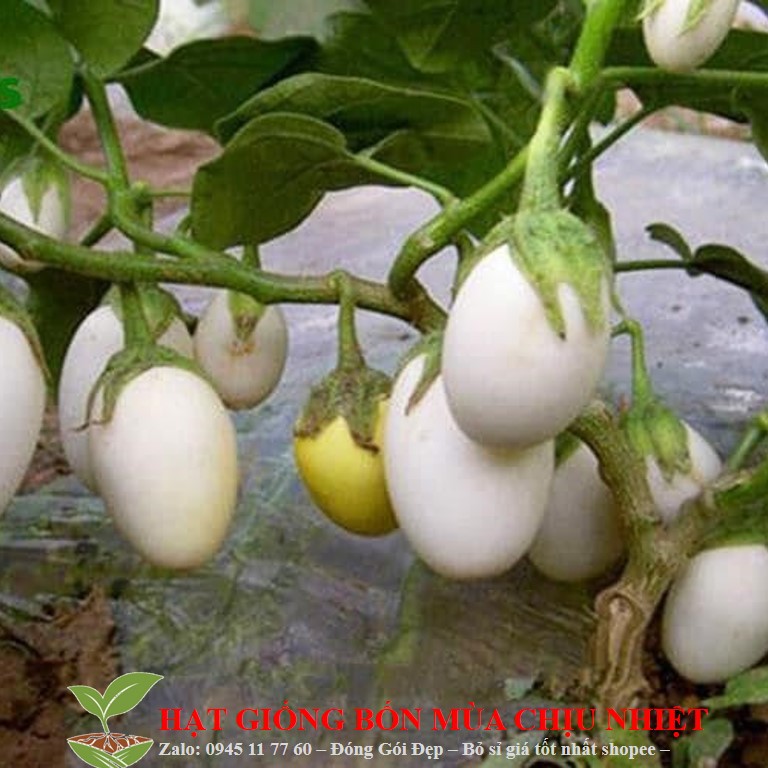 MJ77 GÓI 50 Hạt Giống Cà Pháo Cao Sản (Solanum macrocarpon)