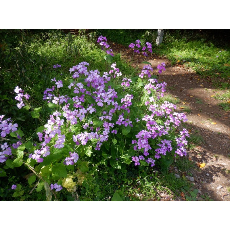 Hạt giống hoa Violet Nhật (hoa cải tím) gói 100 hạt
