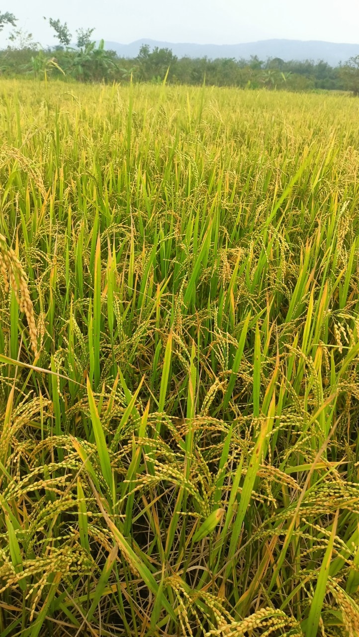 Lúa Tiêu Ruột Đỏ Hạt Nhỏ - Giá Sỉ Khi Mua Lẻ