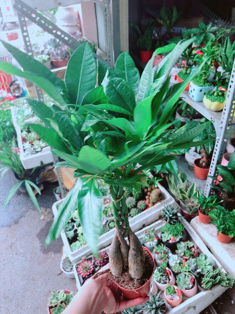 [HCM]Chậu Kim Ngân 5 Thân Lớn