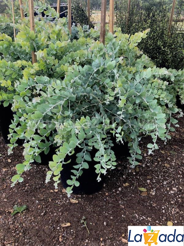 50h Hạt Giống Cây Mimosa (| -KD: B21*V64*M224)