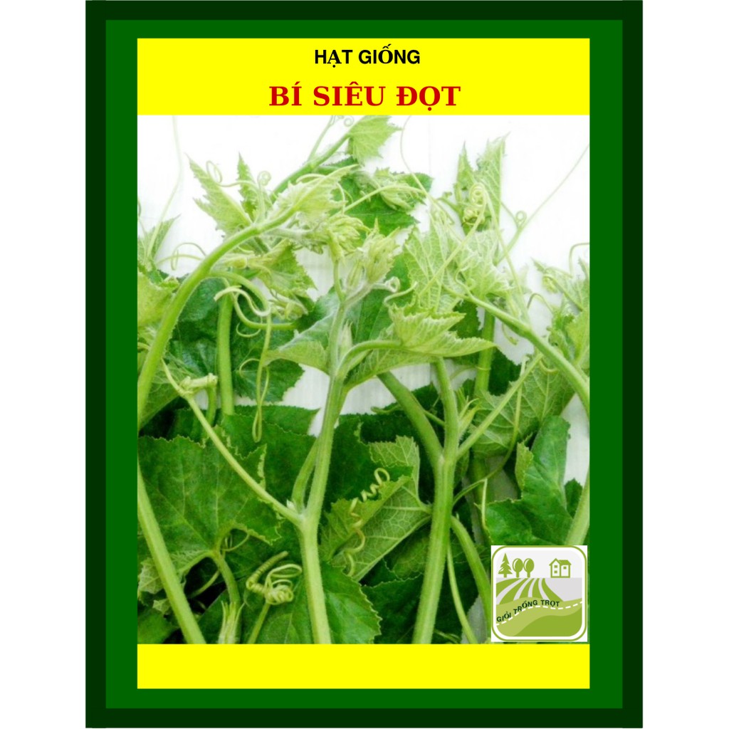 10Gram Hạt Giống Bí Siêu Đọt