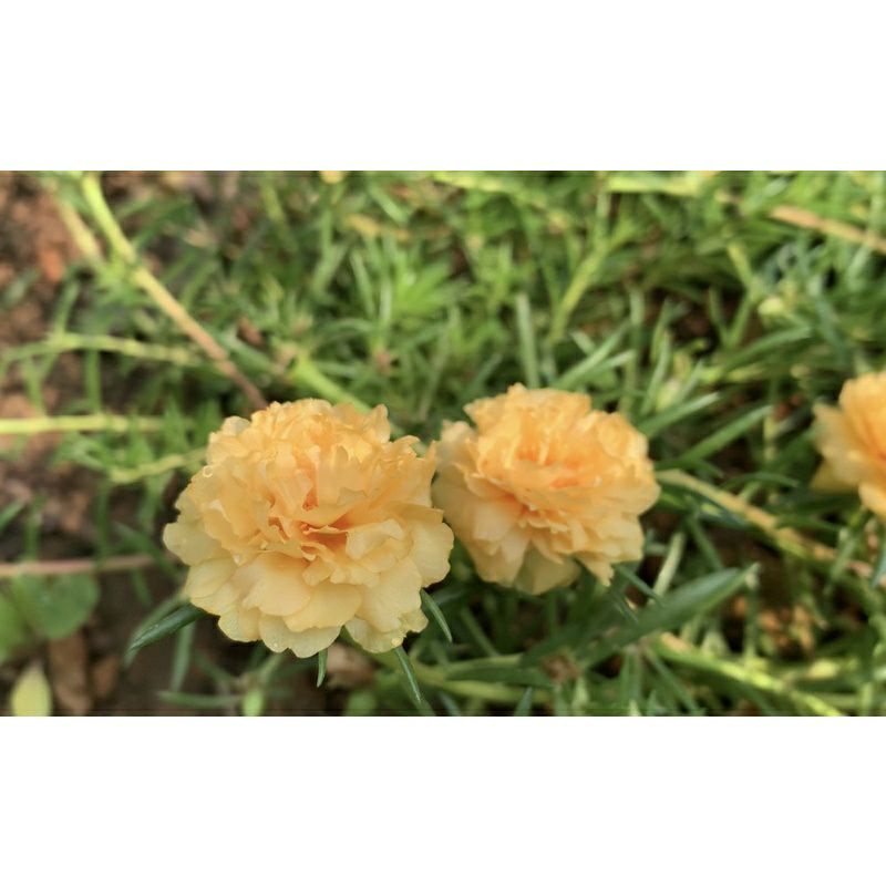 Chậu hoa mười giờ cánh kép