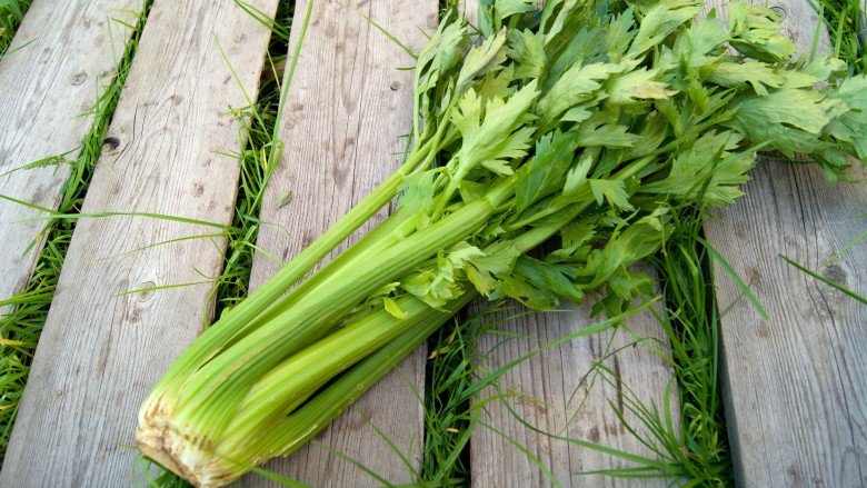 Hạt giống cần tây 5gr