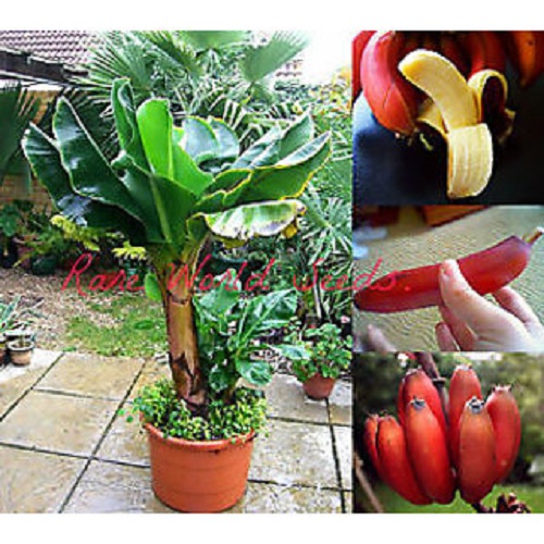 Cây chuối cảnh siêu lùn mini, Cây đẹp, giống chuẩn