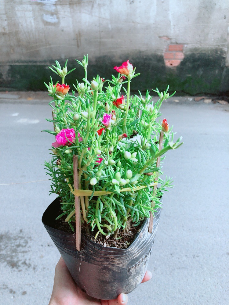 Hoa Mười Giờ Mỹ (1 bụi có 3 màu)