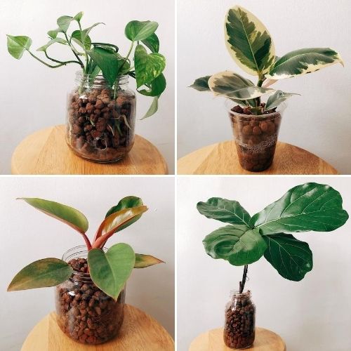 1kg VIÊN ĐẤT NUNG ( SỎI NHẸ ) SFARM