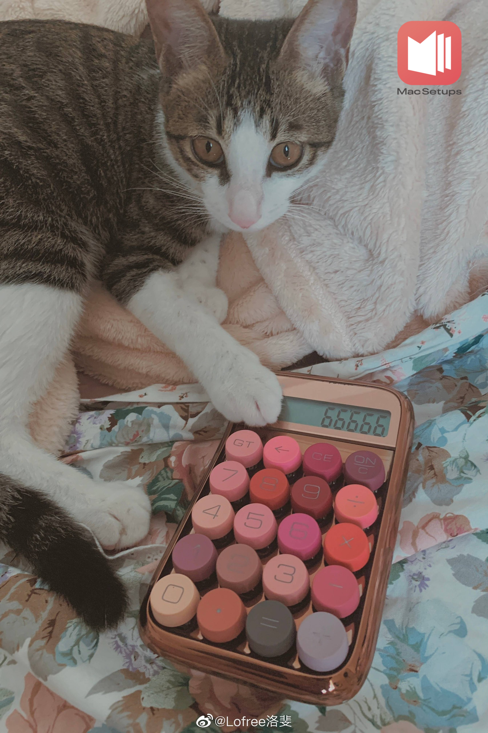 MÁY TÍNH CẦM TAY - LOFREE MAKEUP