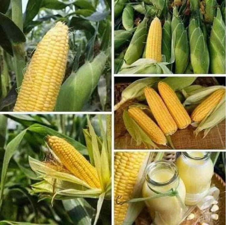 Hạt Giống Ngô Ngọt Vàng Thái Lan (30/gói )