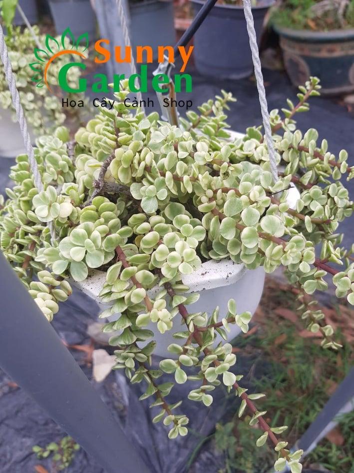 Sen Đá Dolla  Chậu Treo To
