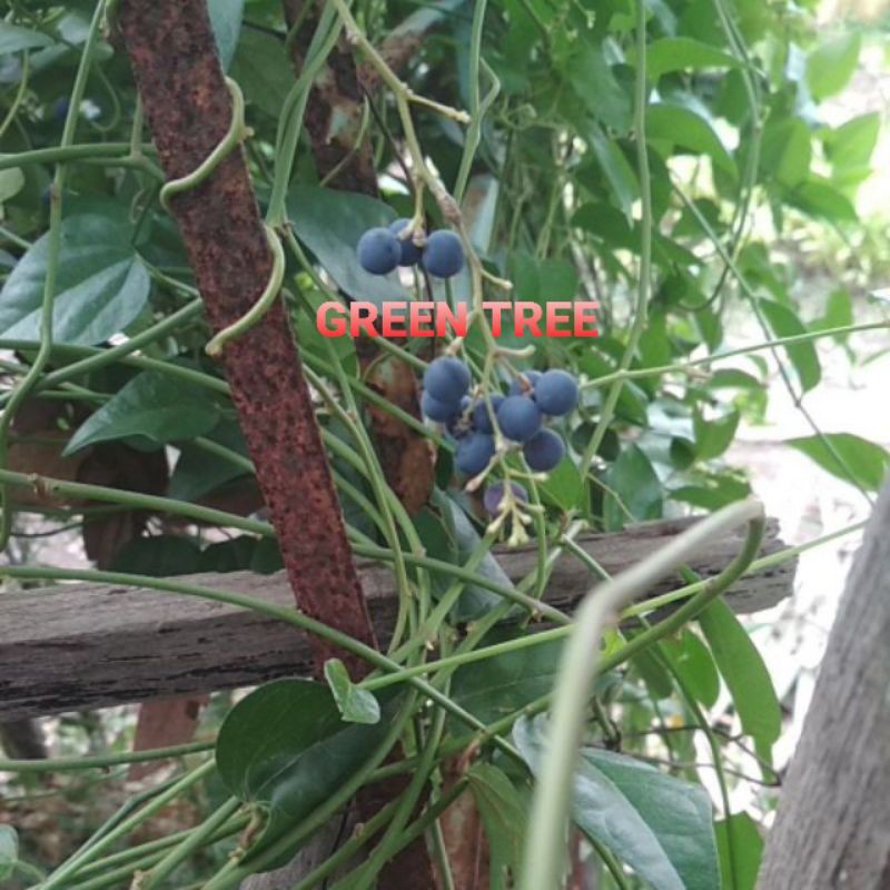 Hạt giống sương sâm láng(trơn)