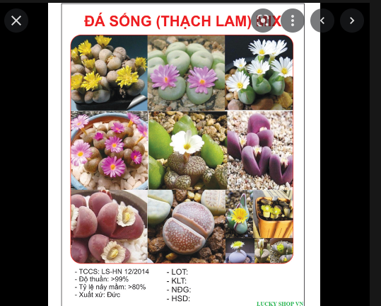 Hạt giống đá sống (thạch lam) mix gói 5 hạt - sen mông