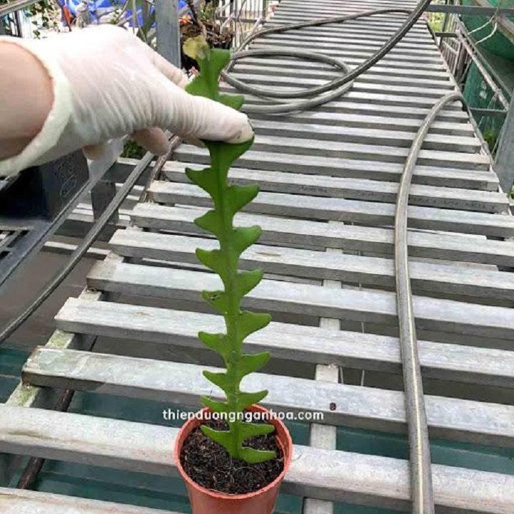 CÂY XƯƠNG CÁ , CÂY XƯƠNG CÁ SIÊU ĐẸP
