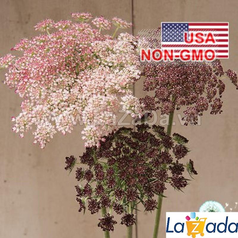 01GRAM 1100.HAT Hạt Giống Hoa Cà Rốt Dara (| -KD: B6*M225)