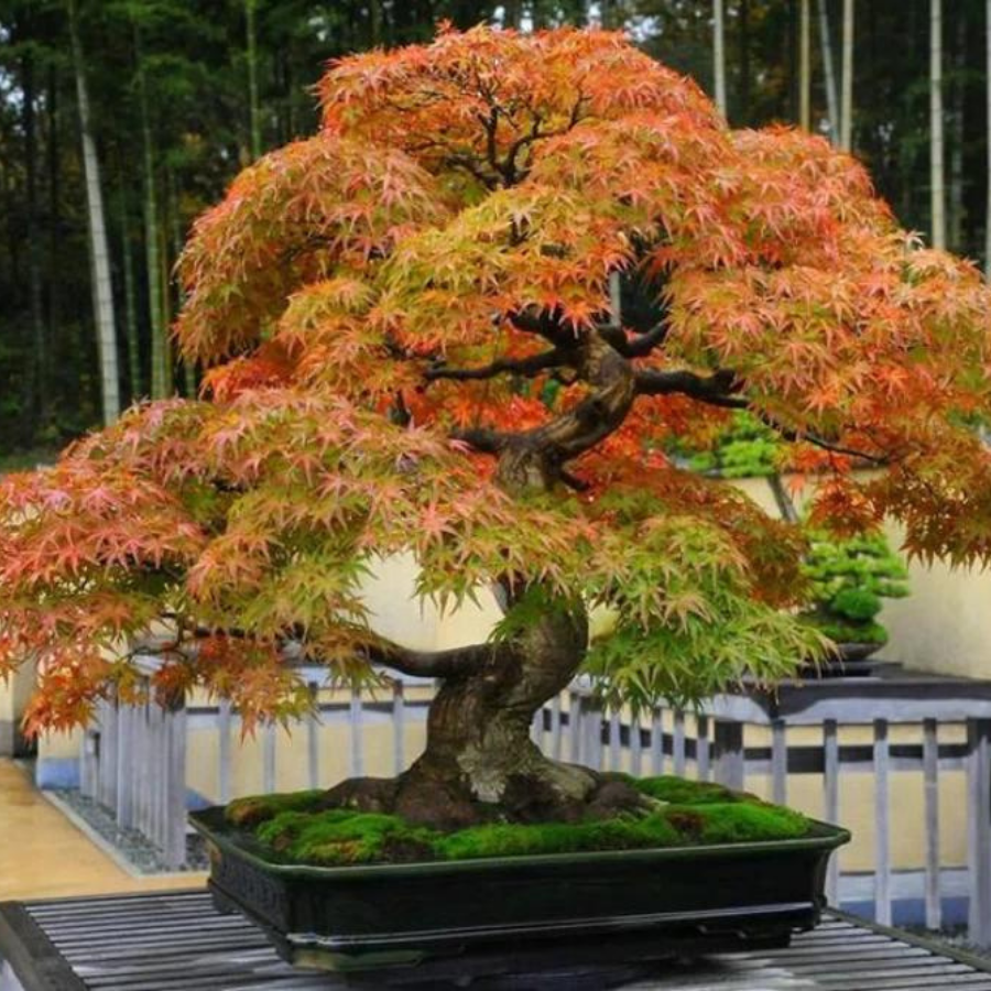Phân tan chậm Hạt bàng, Phân tan chậm hữu cơ Nhật