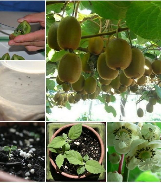 "Gói 30 Hạt " Hạt giống cây ăn trái kiwi