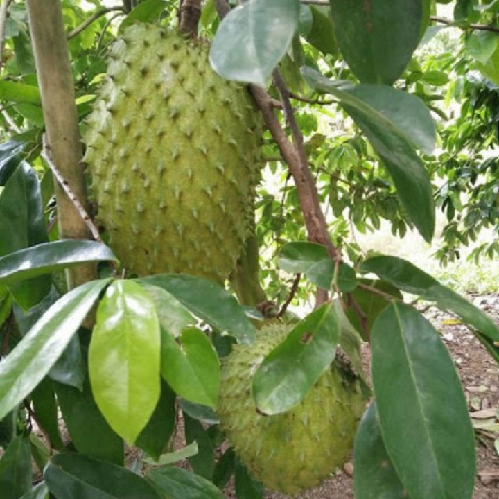 CÂY GIỐNG MÃNG CẦU XIÊM