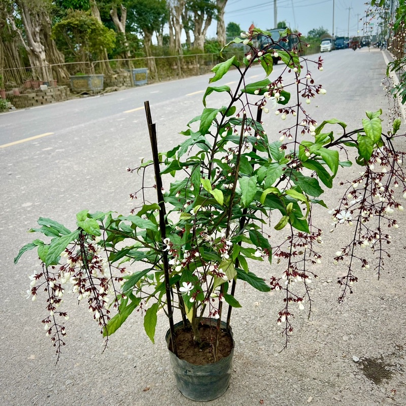 Cây lan bạch dương - Dạ ngọc minh châu cao 70cm hết hoa