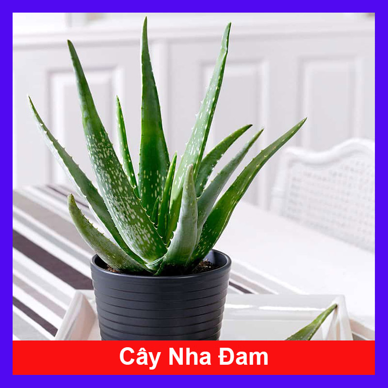 Cây Nha Đam - Cây cảnh sân vườn