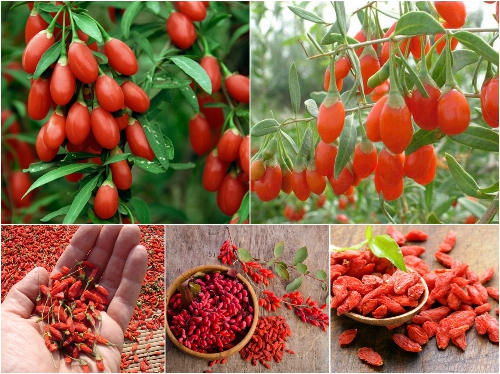 Cây giống Kỷ Tử