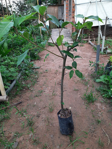 Cây sung chiều cao khoảng 80cm