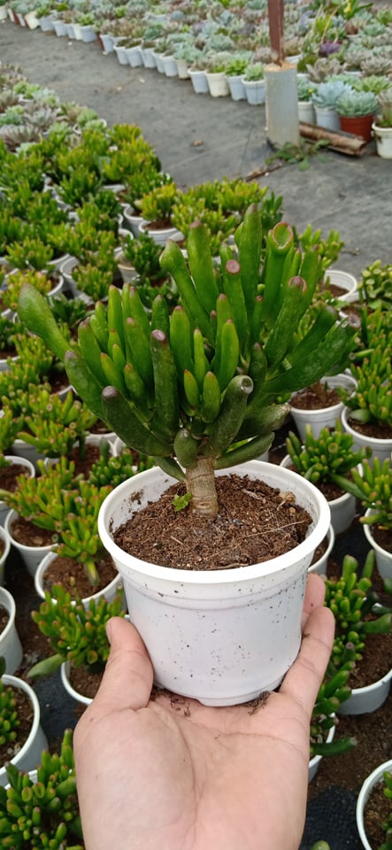 SEN ĐÁ ỐNG ĐIẾU THÂN CỔ THỤ