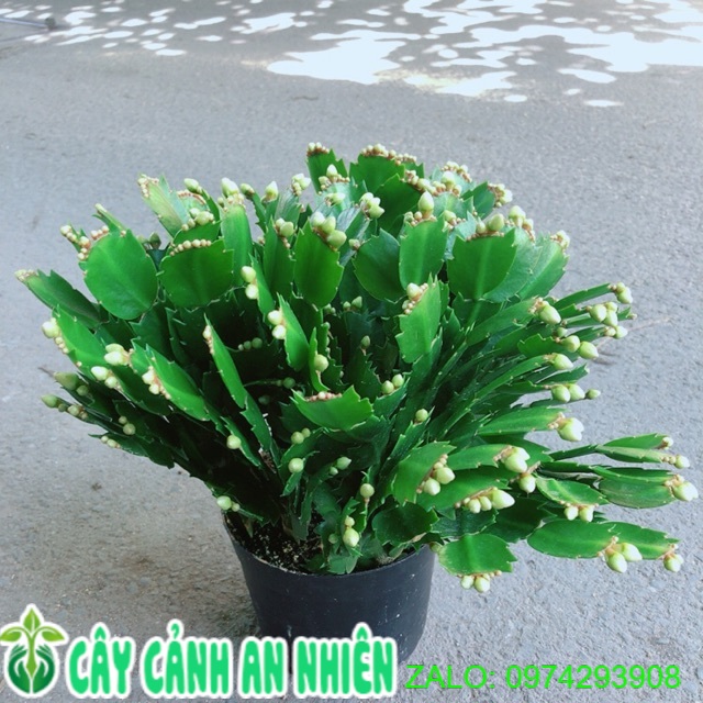 Cây càng cua hoa trắng