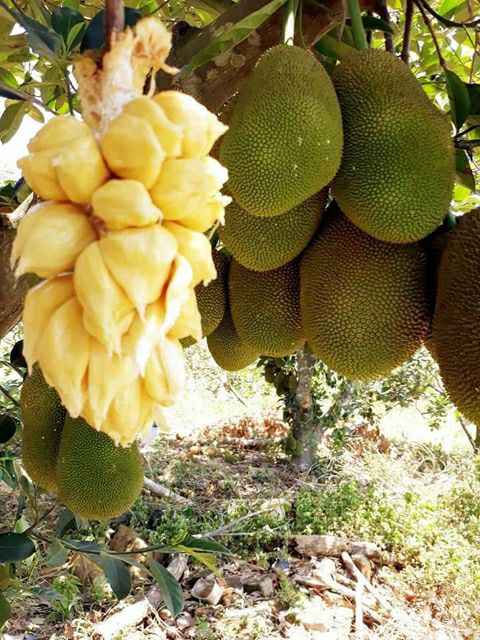 Mít tố nữ Malaysia