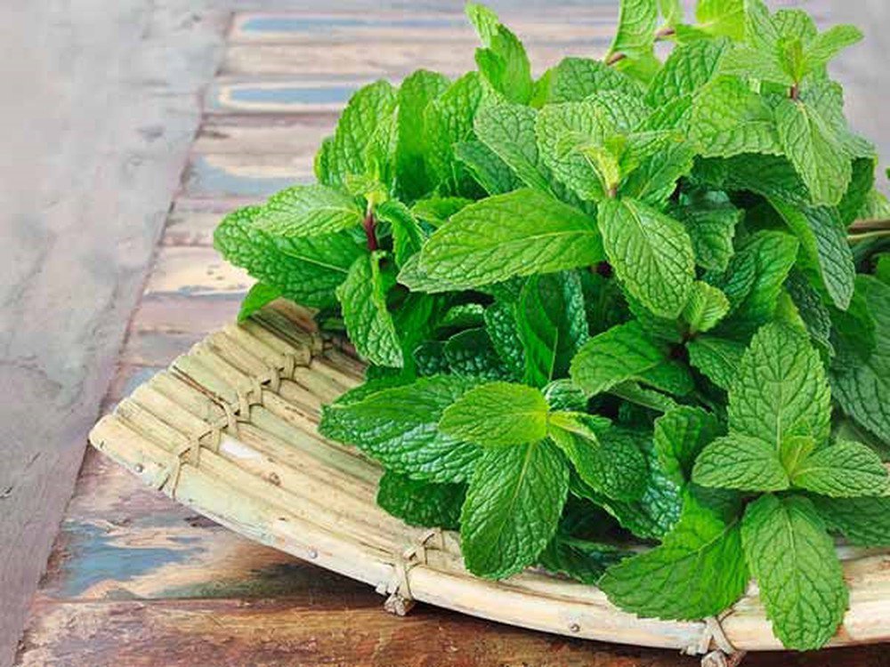 Hạt giống rau húng bạc hà - gói 0,5 gam