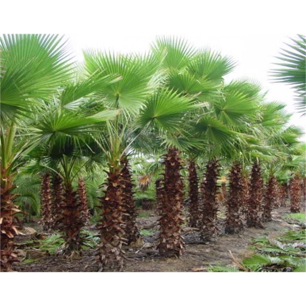 cây giống Cọ Chỉ (cọ Mỹ)
