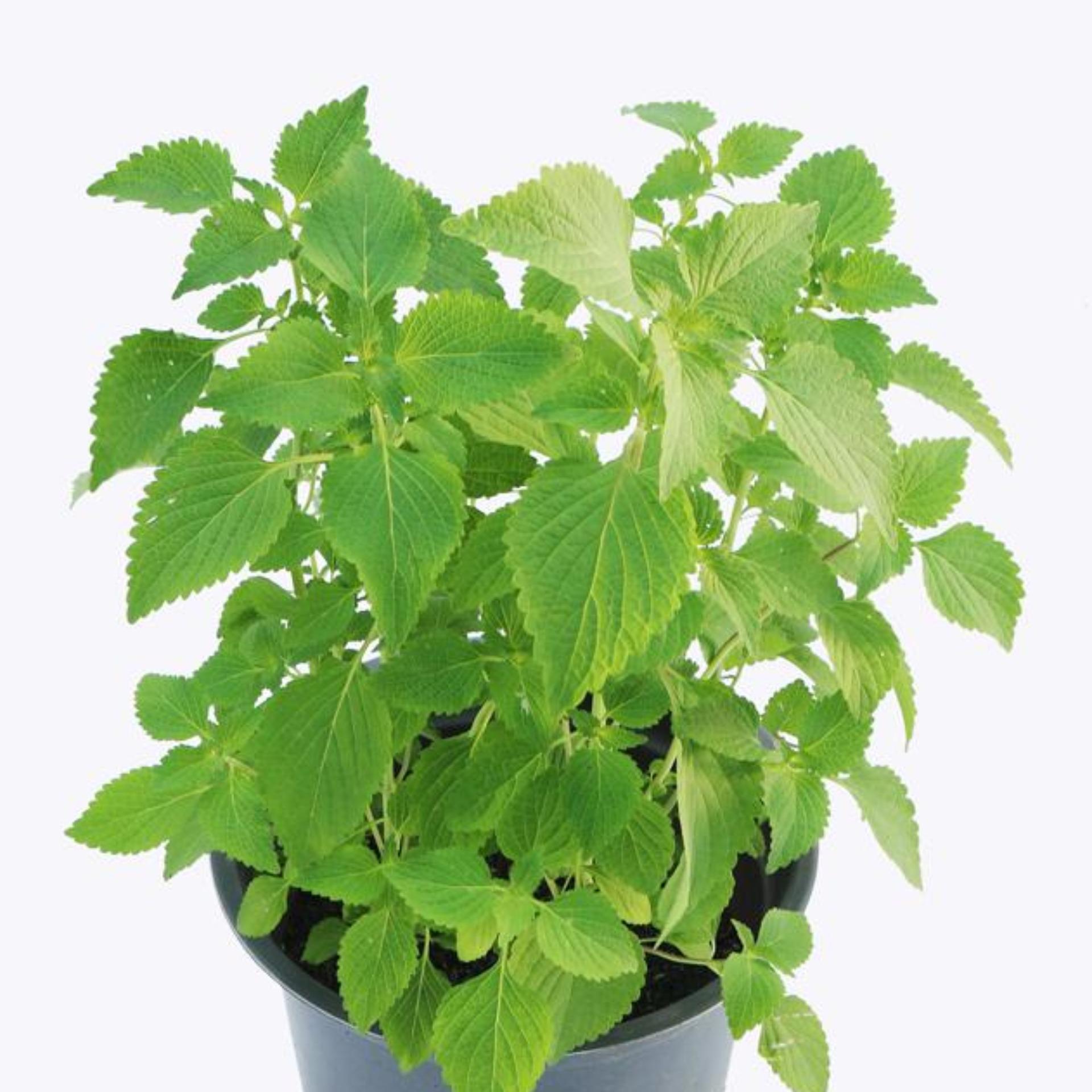 1g Hạt giống Rau kinh giới (tặng Kích nẩy mầm, Hướng dẫn ươm)