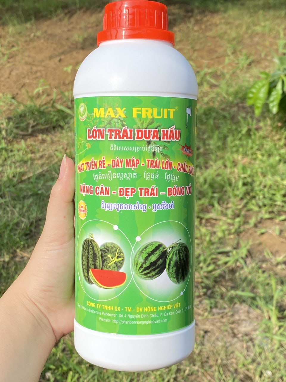 Siêu Lớn Trái Dưa Hấu