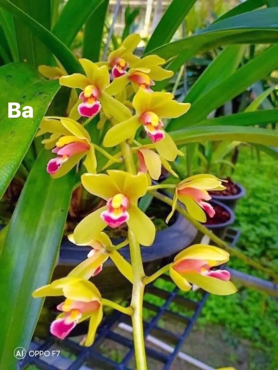 Hoa Lan kiếm Thái(1 cây)