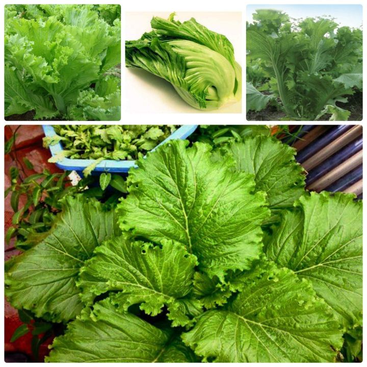 20 gram hạt giống rau cải mào gà ( cải bẹ vàng )