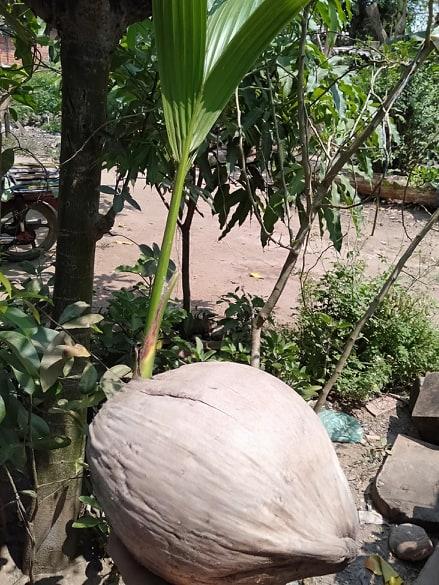 CÂY DỪA SÁP ĐẶC RUỘT