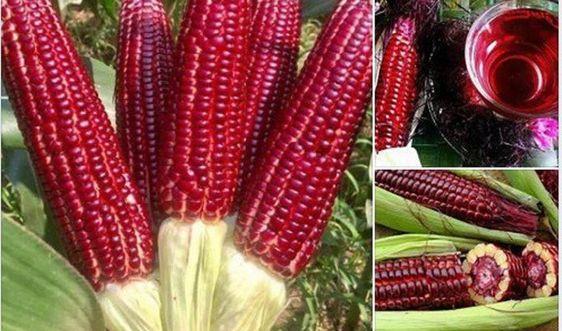 Bộ 3 gói hạt giống ngô nữ hoàng đỏ