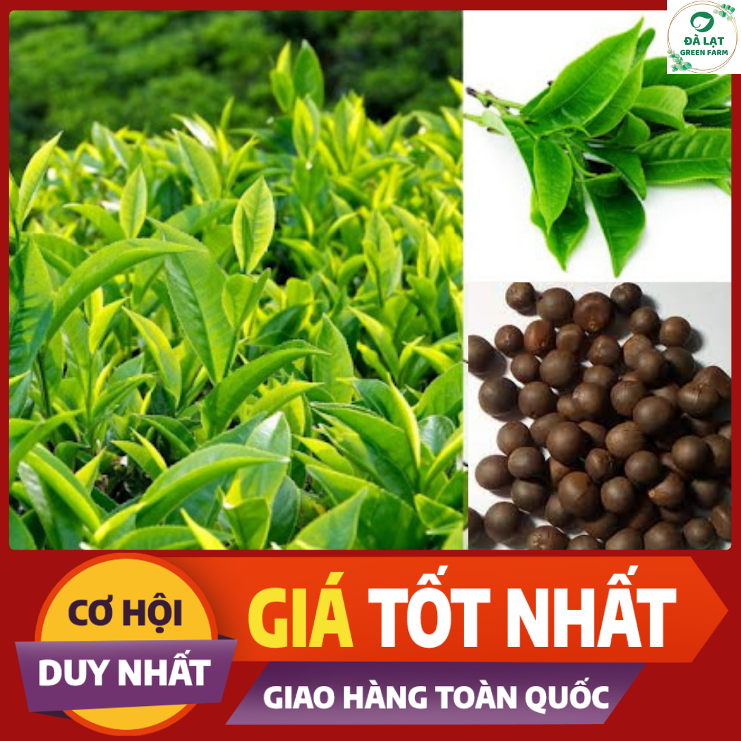 HẠT GIỐNG CÂY TRÀ XANH/CHÈ XANH_10 HẠT