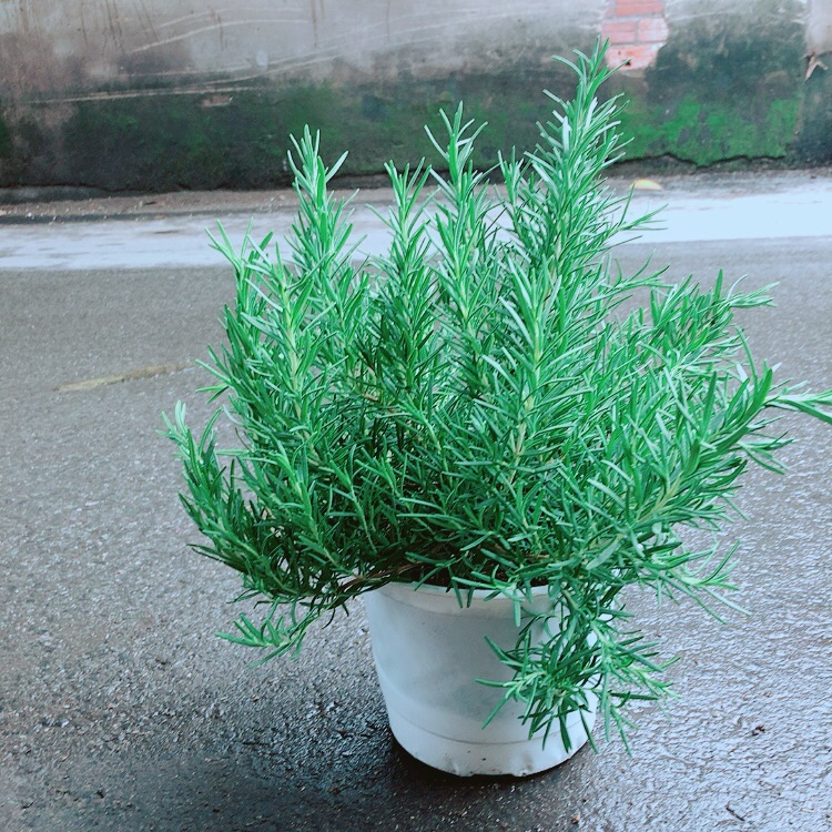 [HCM]Hương Thảo Size Đại