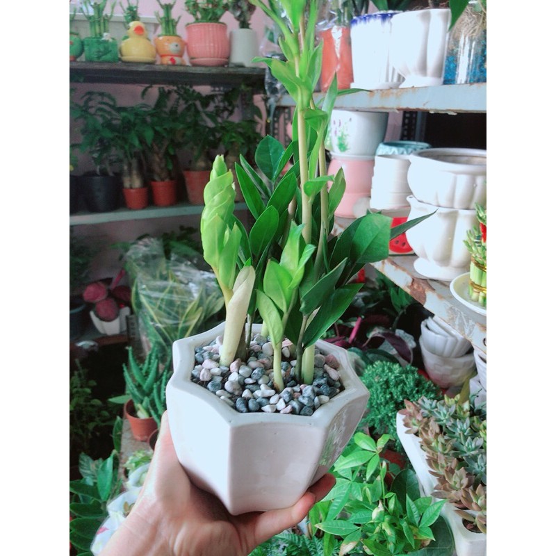 [HCM]Chậu Cây Kim Tiền Thái Mẫu Để Bàn