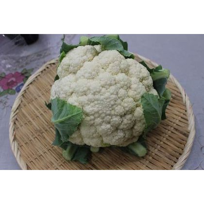 1Gr - Hạt Giống Súp Lơ Trắng F1