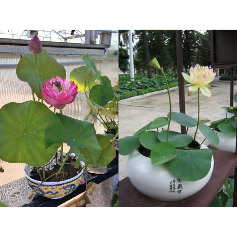 HG3b 10Hạt Giống Hoa Sen Nhật Mini 10 màu