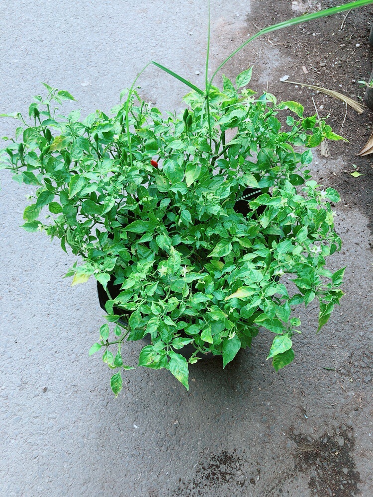 [HCM]Bụi Ớt Hiểm