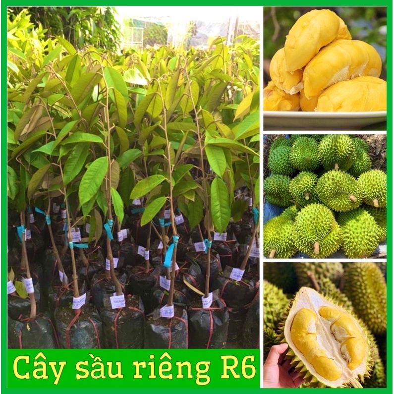 Cây giống sầu riêng Ri6 cơm vàng hạt lép thơm ngon cây giống cao 40cm