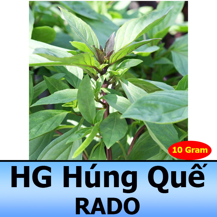 10GR Hạt Giống Rau Húng Quế Thơm Ngon, Bổ Dưỡng
