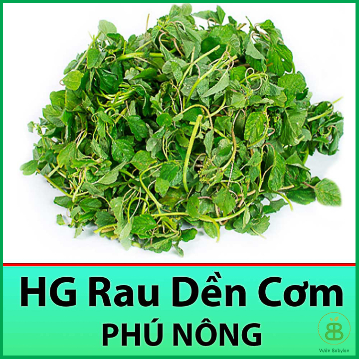 Hạt giống rau dền cơm 10gr dễ trồng, năng suất cao